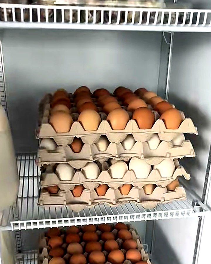 Trays of eggs in the cooler
