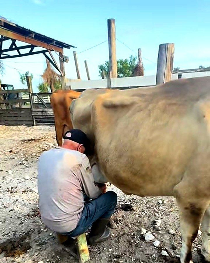 Milking a cow at the ranch