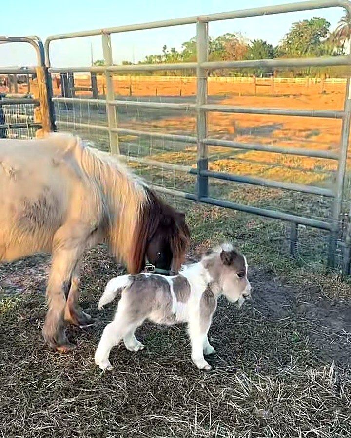 Two ponies in a pen